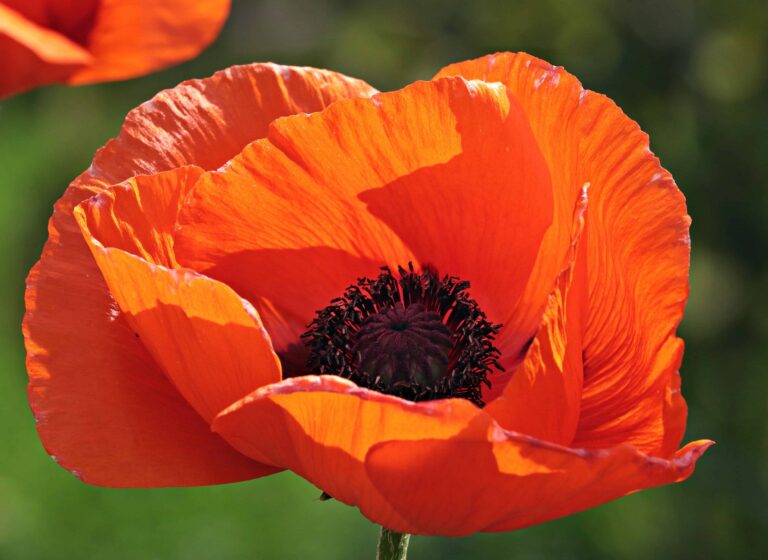 Poppy Flower 768x560
